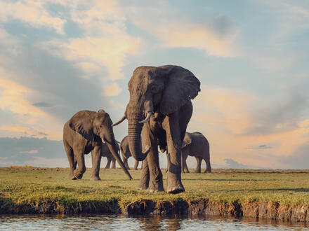 11 Tage Rundreisen Botswana & Simbabwe: Flug-Safari vom Okavango zu den Viktoriafällen