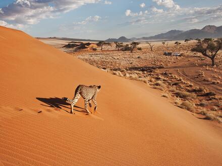 11 Tage Rundreisen Namibia, Botswana & Simbabwe: Afrikas wilde Seele erleben Unkategorisiert online kaufen