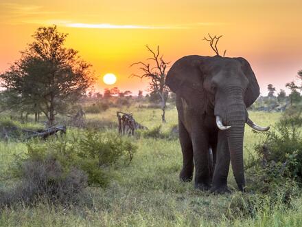 11 Tage Rundreisen Südafrika & Sansibar: Vom Safari-Abenteuer ins Inselglück im AHG Sun Bay Mlilile