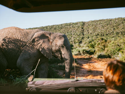 11 Tage Rundreisen Südafrika: Zwischen Krügerpark und Garden Route Unkategorisiert online kaufen