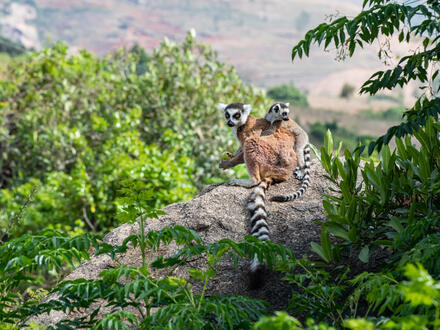 12 Tage Rundreisen Madagaskar: Lemuren, Isalo & Hochlandzauber