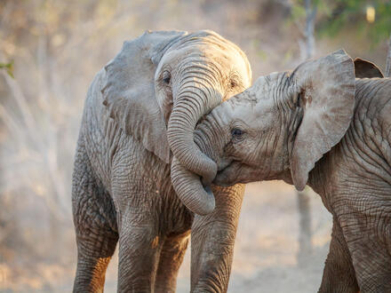 18 Tage Rundreisen Südafrika, Botswana & Simbabwe: Viktoriafälle, Safaris und entspannte Tage in Kapstadt im 4-Sterne-Hotel Unkategorisiert online kaufen
