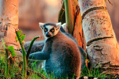 7 Tage Rundreisen Madagaskar: Individuelle Rundreise ab/an Antananarivo: Wildes Madagaskar 7 Tage Rundreisen Madagaskar: Individuelle Rundreise ab/an Antananarivo: Wildes Madagaskar