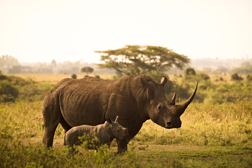 Afrikas atemberaubende Nationalparks und Tierreservate