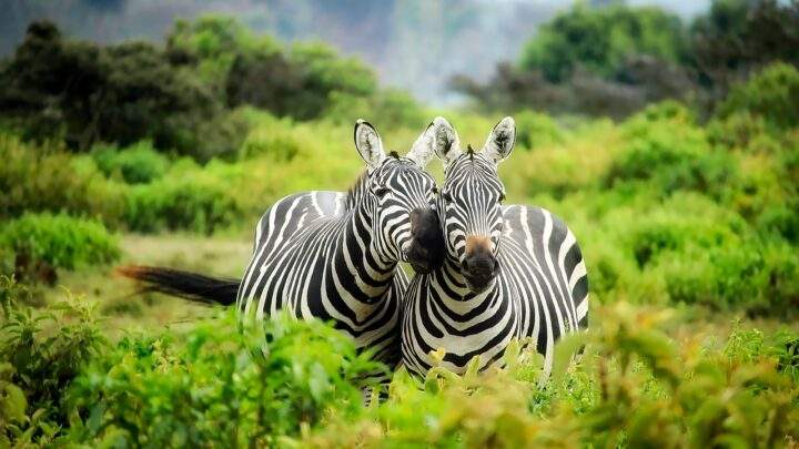 Tiere die man auf einer Afrika-Safari entdecken kann - Die Big 5 Afrikas und weitere