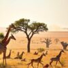 kgalagadi transfrontier park