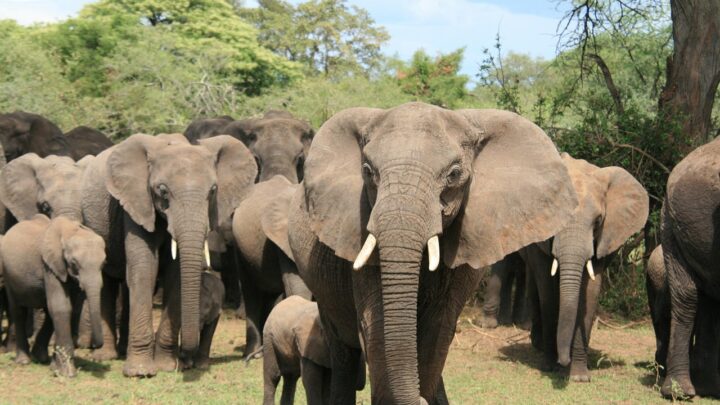 Big Five, Beach Vibes und Berggipfel